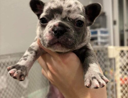 Frenchie 10