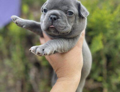 Frenchie 11