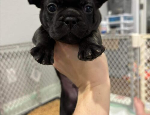 Frenchie 12