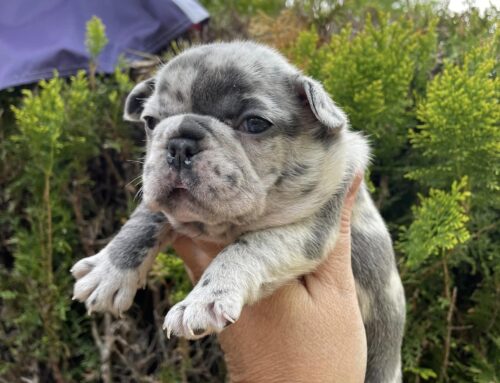 Frenchie 13