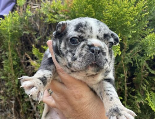 Frenchie 8