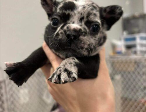 Frenchie 9
